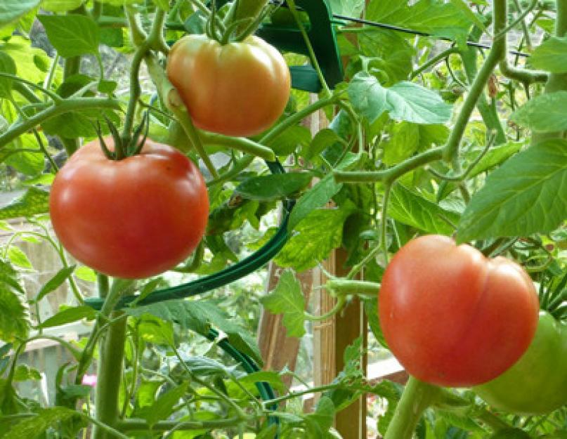 Как правильно сажать помидоры в открытый грунт. Посадка томатов в открытый грунт — фото и видео примеры