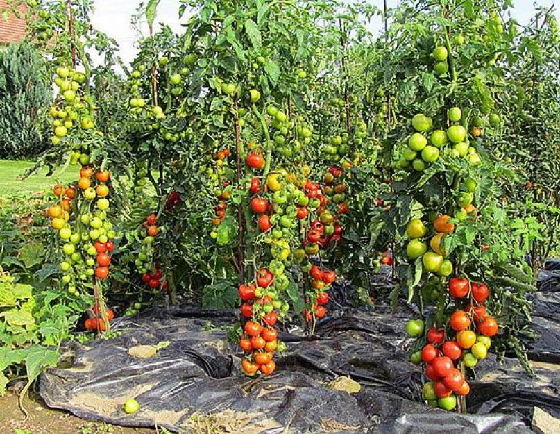 Какие хорошие семена томатов. Обзор самых лучших сортов грунтовых томатов: ранние, сладкие, урожайные