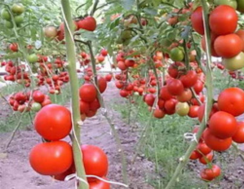 Подвязка высокорослых томатов. Как правильно подвязать помидоры в открытом грунте