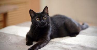 Приметы и поверья о чёрных котах