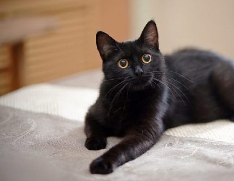 Черная кошка зеленые глаза. Приметы и поверья о чёрных котах