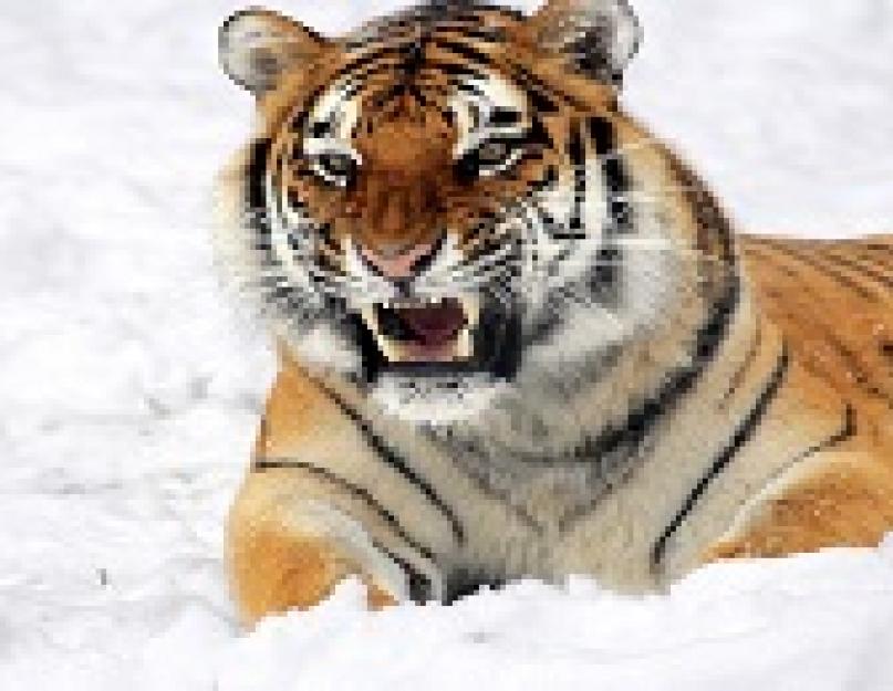 Серый тигр. Поддерживая связь на расстоянии