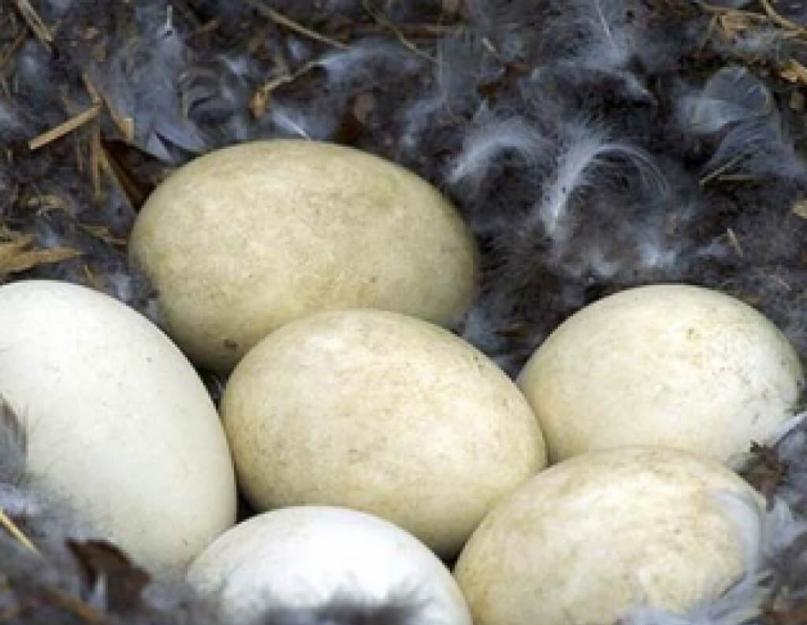 Что делать с гусиными яйцами. Полезно ли употребление