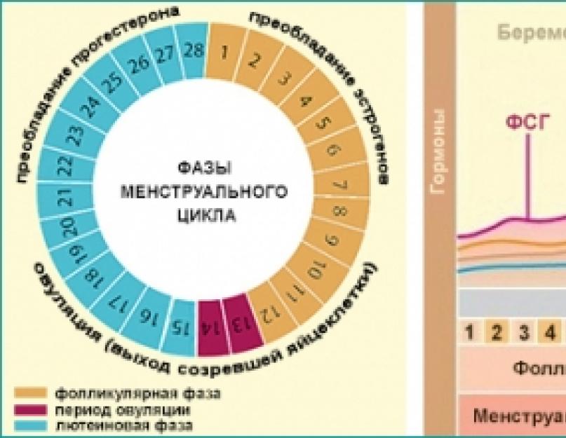 2 фаза цикла. Нормальный женский цикл. 5-7 День менструального цикла. Фазы цикла у женщин. Менструационный цикл по дням.